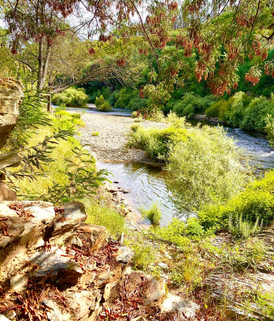 The river below the house, pebbled banks and green brush along the water